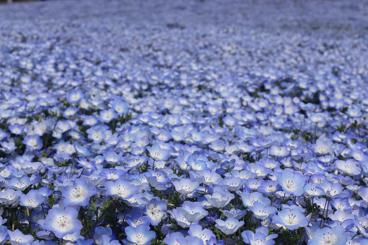 空（スカイブルー：Skyblue）で魅了するWEBデザイン